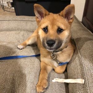 Meet your Posher, Carl